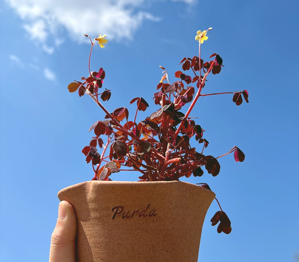 OBJET | flower pot - Beige