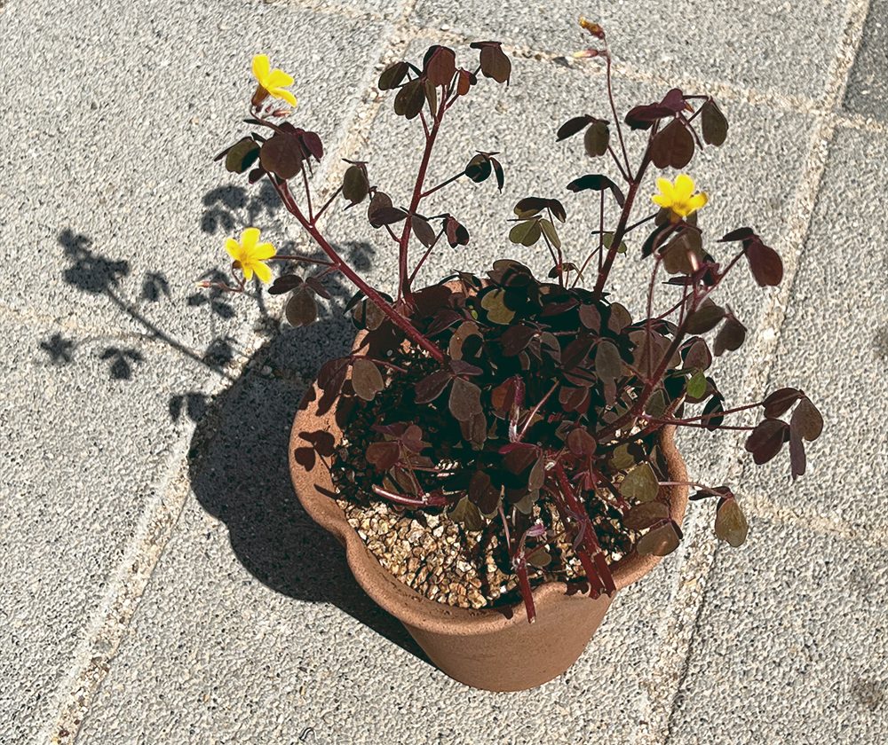 OBJET | flower pot - Beige