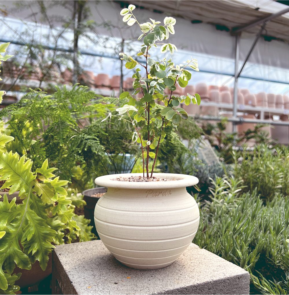 OBJET | fish bowl pot - White