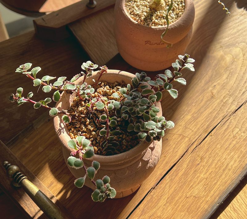OBJET | greece pot - Pink