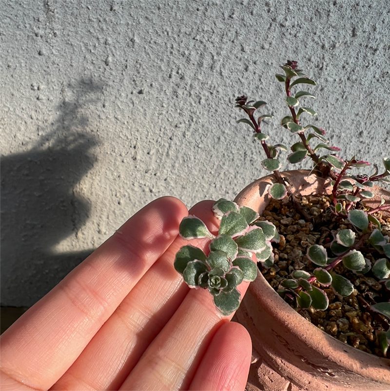 OBJET | greece pot - Pink